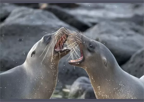 Galapagos sea lions (Zalophus wollebaeki) fighting, Galapagos
