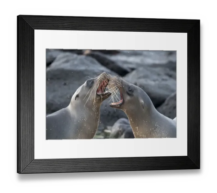 Framed Print : Galapagos sea lions (Zalophus wollebaeki) fighting, Galapagos Framed Print : Galapagos sea lions (Zalophus wollebaeki) fighting, Galapagos