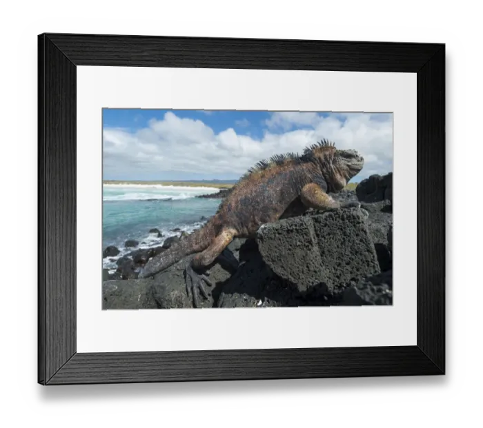 Framed Print : Marine iguana (Amblyrhynchus cristatus) on coast, Galapagos Framed Print : Marine iguana (Amblyrhynchus cristatus) on coast, Galapagos