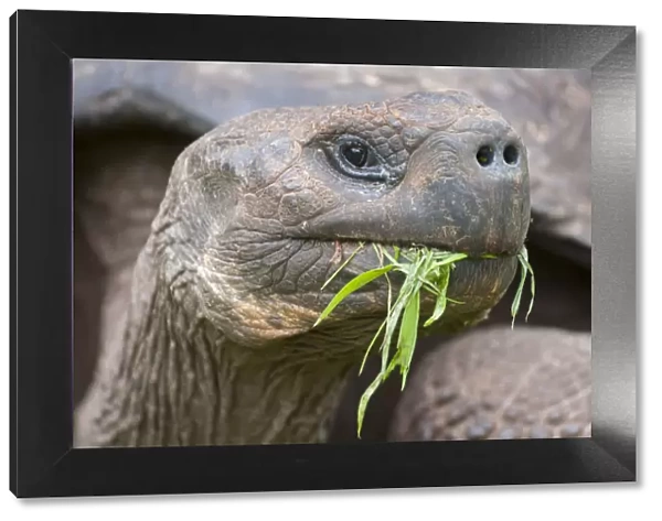 Santa Cruz Galapagos tortoise (Chelonoidis nigra porteri) feeding on grass, Santa Cruz Highlands