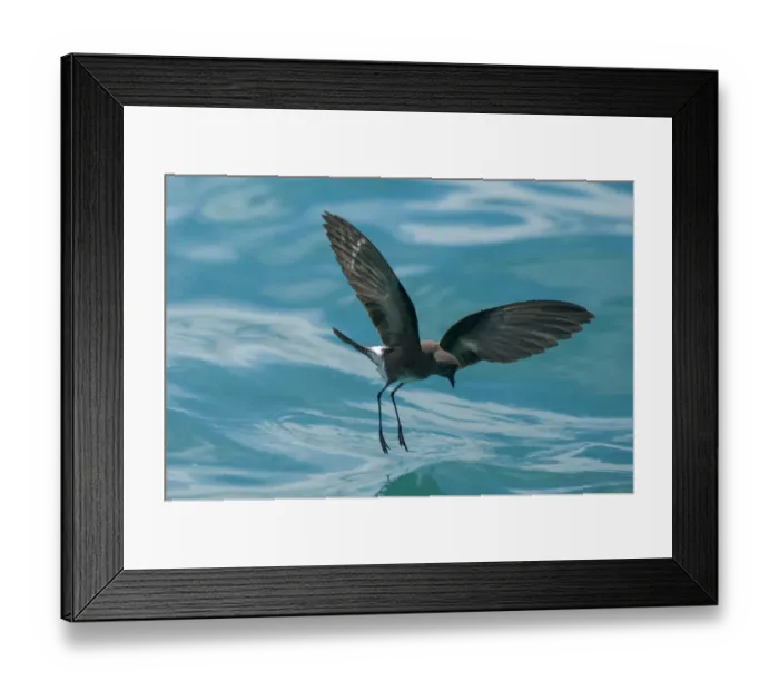 Framed Print : White-vented storm petrel (Oceanites gracilis galapagoensis) walking Framed Print : White-vented storm petrel (Oceanites gracilis galapagoensis) walking