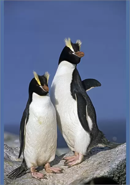 Erect-crested penguins (Eudyptes sclateri) pair. Proclamation Island, Bounty Islands