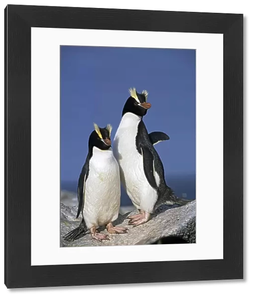Erect-crested penguins (Eudyptes sclateri) pair. Proclamation Island, Bounty Islands