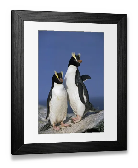 Framed Print : Erect-crested penguins (Eudyptes sclateri) pair. Proclamation Island, Bounty Islands Framed Print : Erect-crested penguins (Eudyptes sclateri) pair. Proclamation Island, Bounty Islands