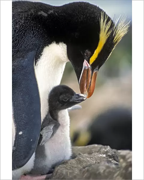 Erect-crested penguins (Eudyptes sclateri) feeding young chick