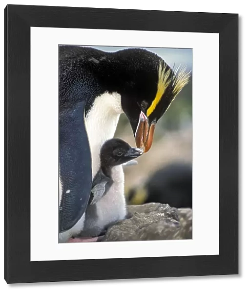 Erect-crested penguins (Eudyptes sclateri) feeding young chick