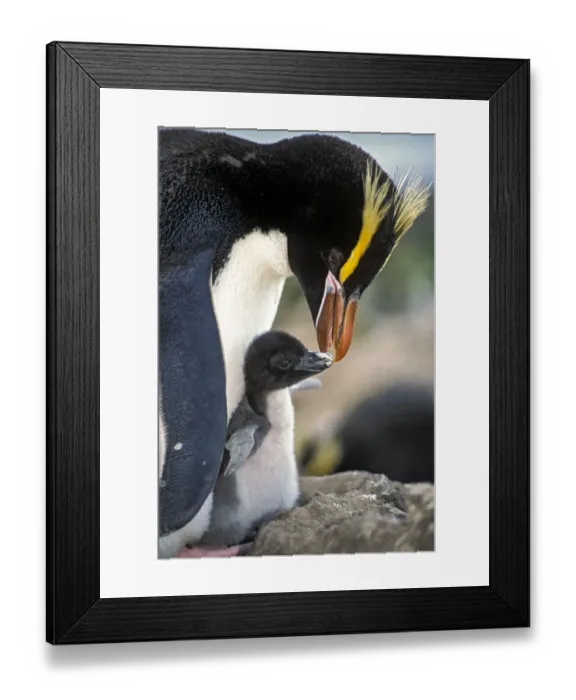 Framed Print : Erect-crested penguins (Eudyptes sclateri) feeding young chick Framed Print : Erect-crested penguins (Eudyptes sclateri) feeding young chick