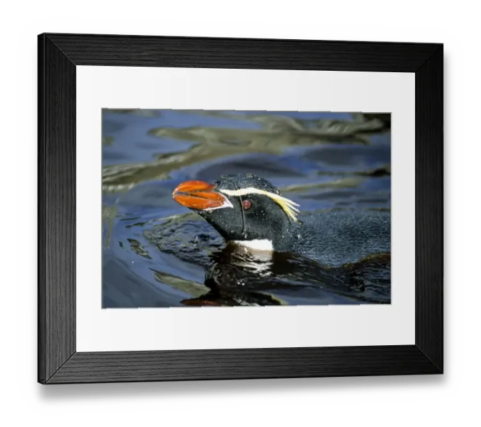 Framed Print : Snares Crested penguin (Eudyptes robustus) bathing in freshwater pool, Snares Island Framed Print : Snares Crested penguin (Eudyptes robustus) bathing in freshwater pool, Snares Island
