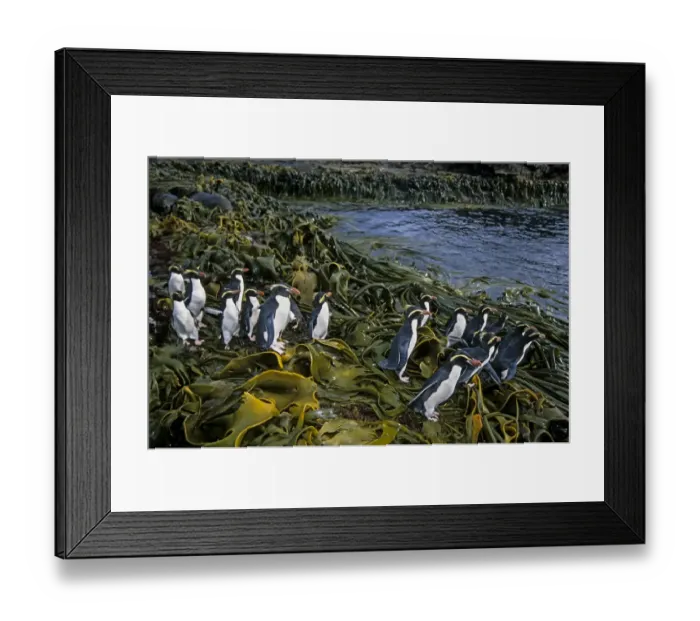 Framed Print : Snares Crested penguin (Eudyptes robustus) group walking up granite slope into Oleander forest Framed Print : Snares Crested penguin (Eudyptes robustus) group walking up granite slope into Oleander forest
