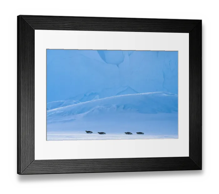 Framed Print : Emperor penguin (Aptenodytes forsteri) tobogganing, Amanda Bay, Prydz Bay, Ingrid Framed Print : Emperor penguin (Aptenodytes forsteri) tobogganing, Amanda Bay, Prydz Bay, Ingrid
