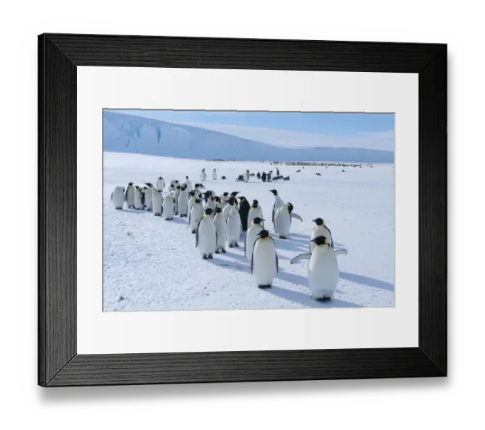 Framed Print : Emperor penguin (Aptenodytes forsteri) colony, Amanda Bay, Prydz Bay, Ingrid Christensen Coast Framed Print : Emperor penguin (Aptenodytes forsteri) colony, Amanda Bay, Prydz Bay, Ingrid Christensen Coast
