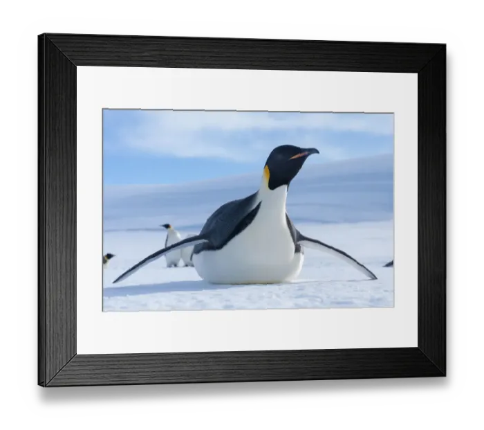 Framed Print : Emperor penguin (Aptenodytes forsteri) tobogganing, Amanda Bay, Prydz Bay, Ingrid Framed Print : Emperor penguin (Aptenodytes forsteri) tobogganing, Amanda Bay, Prydz Bay, Ingrid
