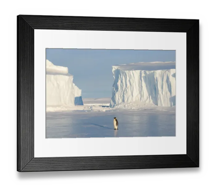 Framed Print : Emperor penguin (Aptenodytes forsteri), Amanda Bay, Prydz Bay, Ingrid Christensen Coast