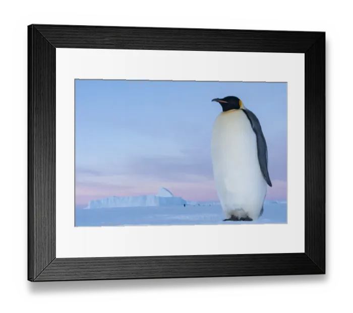Framed Print : Emperor penguin (Aptenodytes forsteri), Amanda Bay, Prydz Bay, Ingrid Christensen Coast Framed Print : Emperor penguin (Aptenodytes forsteri), Amanda Bay, Prydz Bay, Ingrid Christensen Coast