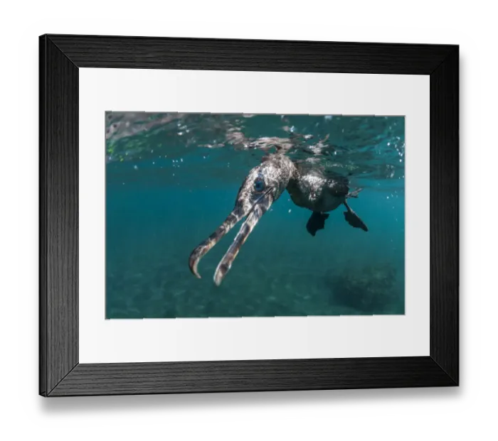 Framed Print : Flightless cormorant (Phalacrocorax harrisi) underwater, Punta Vicente Roca, Isabela Island Framed Print : Flightless cormorant (Phalacrocorax harrisi) underwater, Punta Vicente Roca, Isabela Island