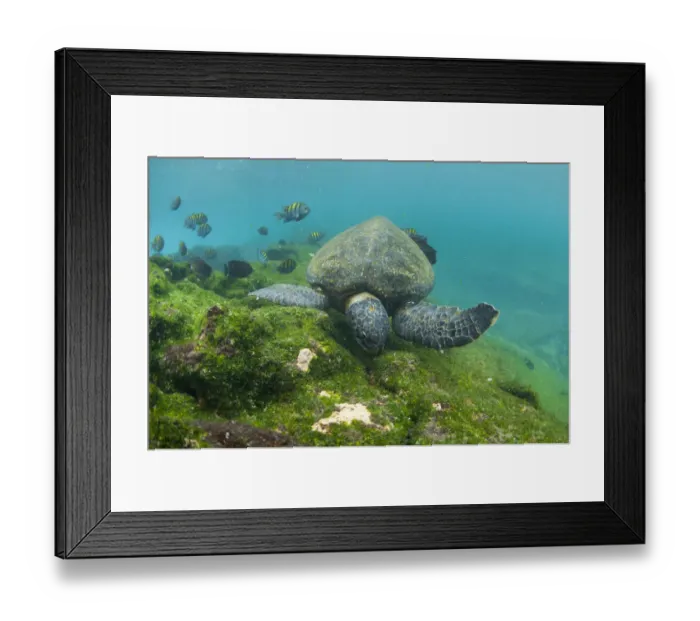 Framed Print : Green turtle (Chelonia mydas) swimming, Punta Espinosa, Fernandina Island, Galapagos, Ecuador, May Framed Print : Green turtle (Chelonia mydas) swimming, Punta Espinosa, Fernandina Island, Galapagos, Ecuador, May