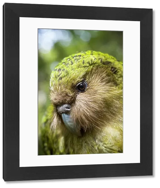 Kakapo (Strigops habroptilus) close up showing sensory facial feathers, Codfish Island