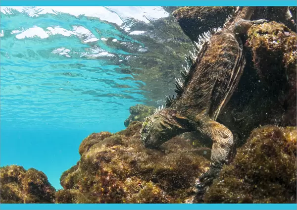 Marine iguana (Amblyrhynchus cristatus) diving to feed on algae, Sombrero Chino Islet