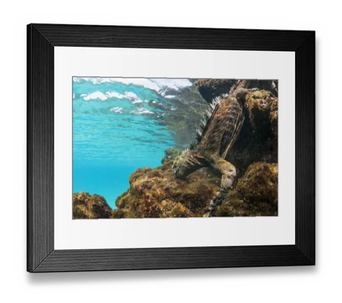 Framed Print : Marine iguana (Amblyrhynchus cristatus) diving to feed on algae, Sombrero Chino Islet Framed Print : Marine iguana (Amblyrhynchus cristatus) diving to feed on algae, Sombrero Chino Islet