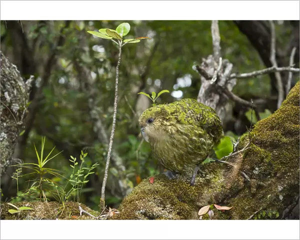 Kakapo (Strigops habroptilus) male, Codfish Island  /  Whenua Hou, Southland, New Zealand, February
