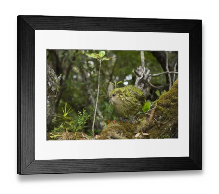 Framed Print : Kakapo (Strigops habroptilus) male, Codfish Island / Whenua Hou, Southland, New Zealand, February Framed Print : Kakapo (Strigops habroptilus) male, Codfish Island / Whenua Hou, Southland, New Zealand, February