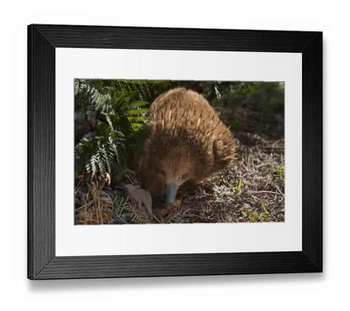 Framed Print : Short-beaked echidna (Tachyglossus aculeatus), Bruny Island, Tasmania, Australia, November Framed Print : Short-beaked echidna (Tachyglossus aculeatus), Bruny Island, Tasmania, Australia, November