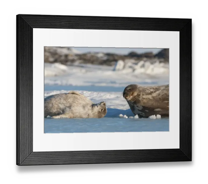 Framed Print : Weddell seal (Leptonychotes weddellii) mother and pup, Prydz Bay, near Davis Station Framed Print : Weddell seal (Leptonychotes weddellii) mother and pup, Prydz Bay, near Davis Station