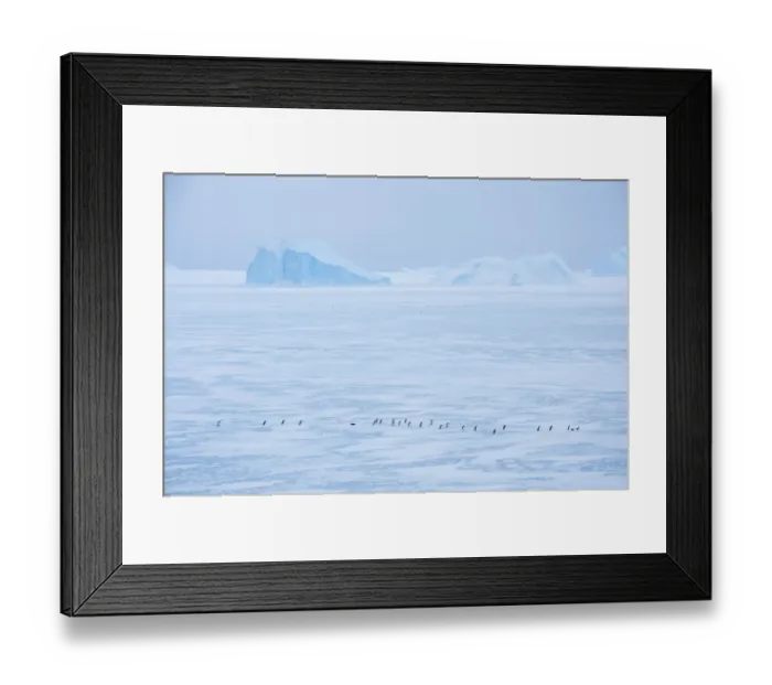 Framed Print : Adelie penguin (Pygoscelis adeliae) walking on ice, near Davis Station, Prydz Bay Framed Print : Adelie penguin (Pygoscelis adeliae) walking on ice, near Davis Station, Prydz Bay