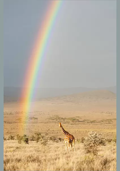 Reticulated Giraffe (Giraffa camelopardalis reticulata) on plains with sunrise rainbow
