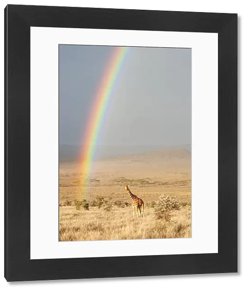Reticulated Giraffe (Giraffa camelopardalis reticulata) on plains with sunrise rainbow