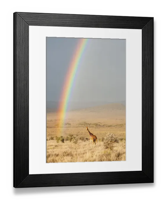 Framed Print : Reticulated Giraffe (Giraffa camelopardalis reticulata) on plains with sunrise rainbow Framed Print : Reticulated Giraffe (Giraffa camelopardalis reticulata) on plains with sunrise rainbow