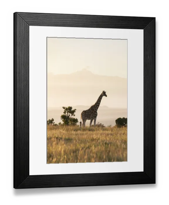 Framed Print : Reticulated Giraffe (Giraffa camelopardalis reticulata) standing in grassland. Laikipia, Kenya Framed Print : Reticulated Giraffe (Giraffa camelopardalis reticulata) standing in grassland. Laikipia, Kenya