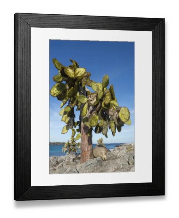 Framed Print : Galapagos sea lion (Zalophus wollebaeki) resting under opuntia tree, Galapagos Framed Print : Galapagos sea lion (Zalophus wollebaeki) resting under opuntia tree, Galapagos