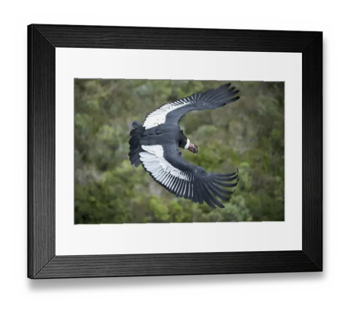 Framed Print : Andean condor (Vultur gryphus), Male, Antisanilla Reserve, Ecuador Framed Print : Andean condor (Vultur gryphus), Male, Antisanilla Reserve, Ecuador