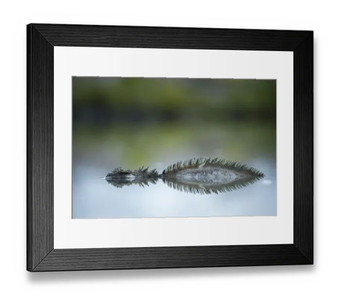 Framed Print : Marine iguana (Amblyrhynchus cristatus) submerged in salty pools to avoid mosquitoes Framed Print : Marine iguana (Amblyrhynchus cristatus) submerged in salty pools to avoid mosquitoes