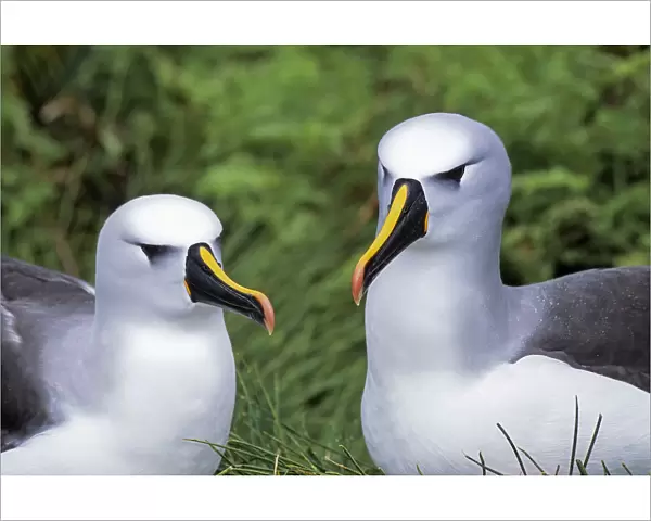 Atlantic yellow-nosed albatross (Thalassarche chlororhynchos) pair, Gough Island, Gough