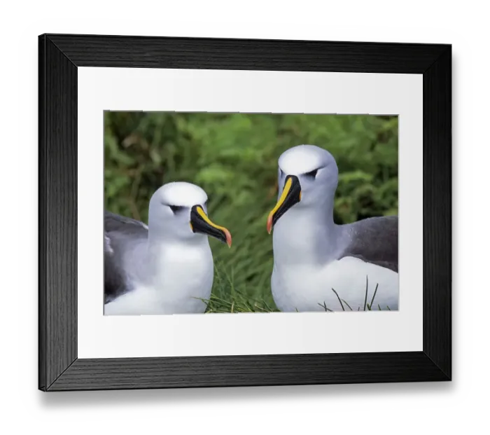 Framed Print : Atlantic yellow-nosed albatross (Thalassarche chlororhynchos) pair, Gough Island, Gough Framed Print : Atlantic yellow-nosed albatross (Thalassarche chlororhynchos) pair, Gough Island, Gough