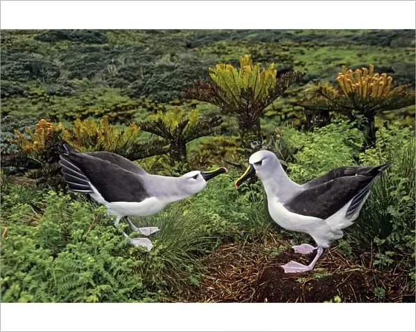 Atlantic yellow-nosed albatross (Thalassarche chlororhynchos) courtship display sequence