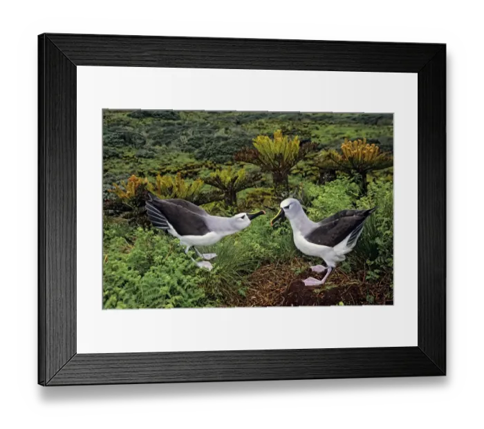 Framed Print : Atlantic yellow-nosed albatross (Thalassarche chlororhynchos) courtship display sequence Framed Print : Atlantic yellow-nosed albatross (Thalassarche chlororhynchos) courtship display sequence