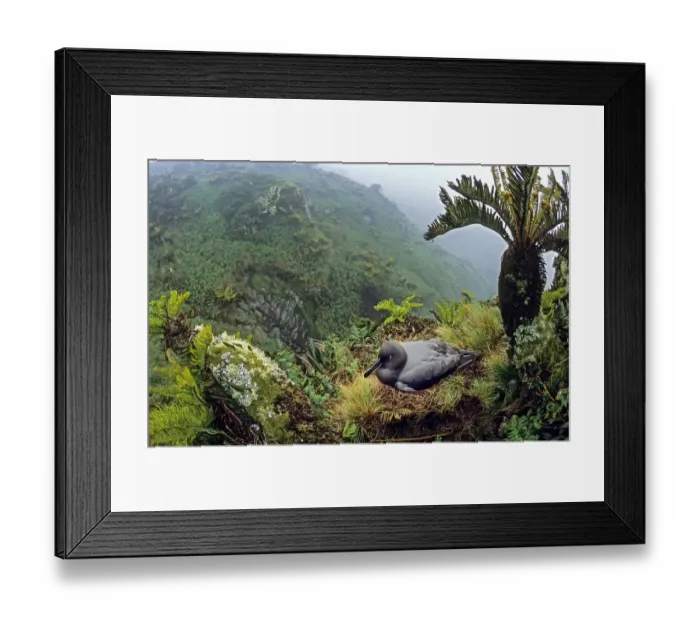 Framed Print : Sooty albatross (Phoebetria fusca) nesting amongst Blechnum palmiforme tree ferns Framed Print : Sooty albatross (Phoebetria fusca) nesting amongst Blechnum palmiforme tree ferns