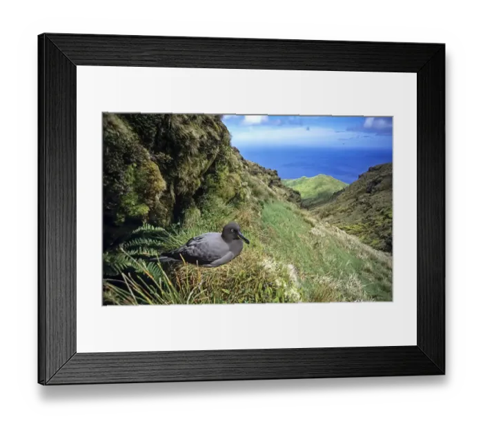 Framed Print : Sooty Albatross (Phoebetria fusca) nesting in high inland valley. Gough Island, Gough Framed Print : Sooty Albatross (Phoebetria fusca) nesting in high inland valley. Gough Island, Gough