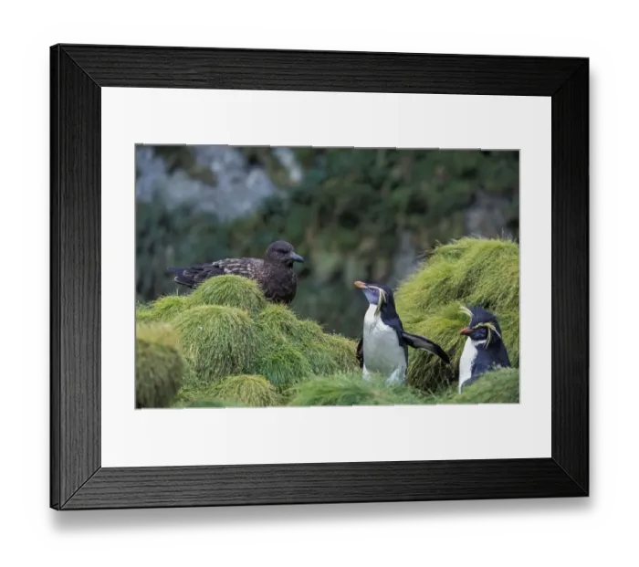 Framed Print : Northern Rockhopper Penguin (Eudyptes moseleyi) with Brown skua (Stercorarius antarcticus) Framed Print : Northern Rockhopper Penguin (Eudyptes moseleyi) with Brown skua (Stercorarius antarcticus)