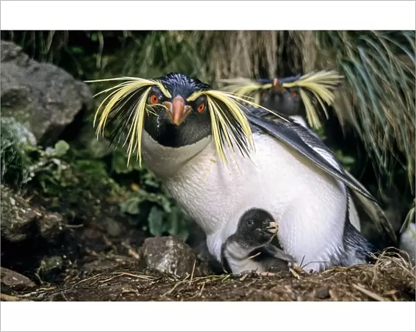 Northern rockhopper penguin (Eudyptes moseleyi) parent with chick. Gough Island, Gough