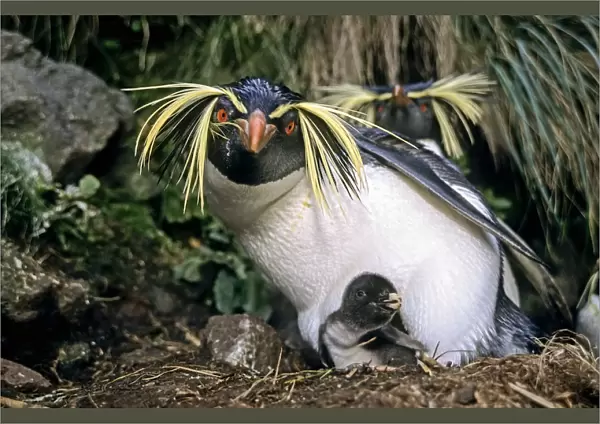 Northern rockhopper penguin (Eudyptes moseleyi) parent with chick. Gough Island, Gough