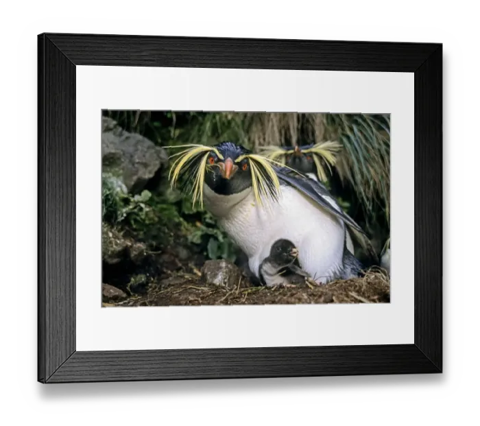 Framed Print : Northern rockhopper penguin (Eudyptes moseleyi) parent with chick. Gough Island, Gough Framed Print : Northern rockhopper penguin (Eudyptes moseleyi) parent with chick. Gough Island, Gough