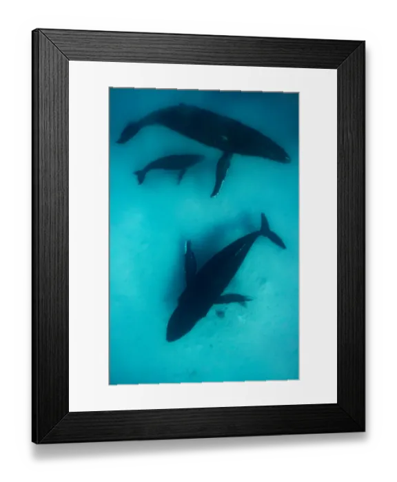 Framed Print : Humpback whale (Megaptera novaeangliae) mother with young calf in tropical sheltered Framed Print : Humpback whale (Megaptera novaeangliae) mother with young calf in tropical sheltered