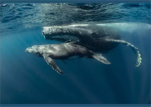Humpback whale (Megaptera novaeangliae) mother with young calf in tropical sheltered