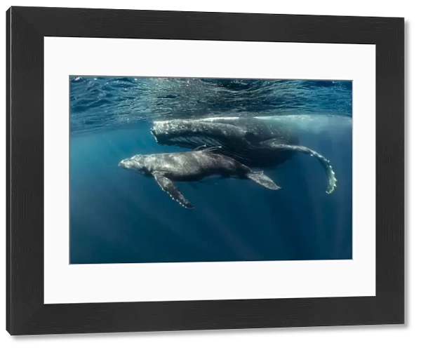 Humpback whale (Megaptera novaeangliae) mother with young calf in tropical sheltered