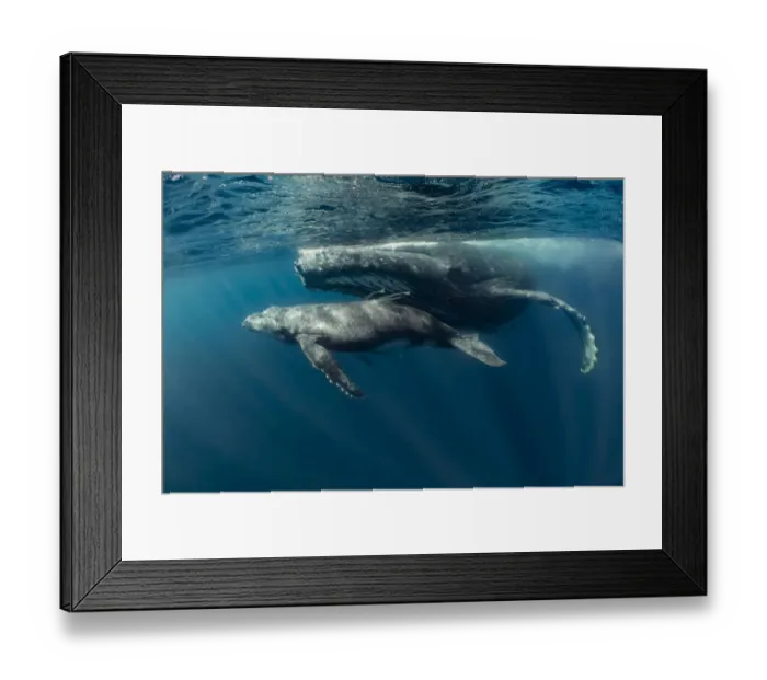 Framed Print : Humpback whale (Megaptera novaeangliae) mother with young calf in tropical sheltered Framed Print : Humpback whale (Megaptera novaeangliae) mother with young calf in tropical sheltered
