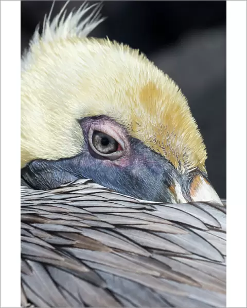 Brown pelican (Pelecanus occidentalis) close up whilst resting, Punta Suarez, Espanola Island